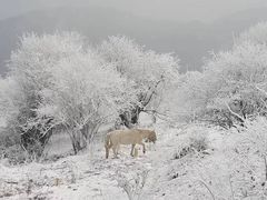 -太子岭滑雪场