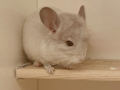 -龙猫仔乐园(惠福东路店)