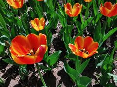 -长春公园(普阳街道)