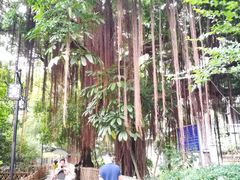 -小洲村