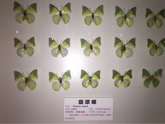 iphone_upload_pic-上海大自然野生昆虫馆
