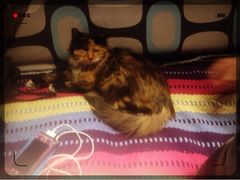 海妖酒吧-Sirena海妖日咖夜酒