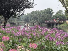 -泗洪洪泽湖湿地景区