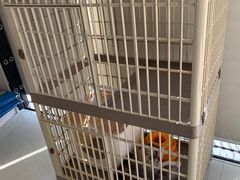 -乐琪宠物医院·犬猫专科·骨外科·急重症