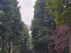 -龙头寺公园