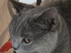 -纳吉亚猫专科动物诊疗中心(蒋宅口分院)