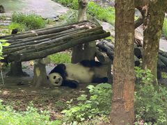-都江堰中华大熊猫苑