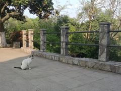 -紫金山天文台