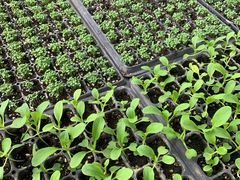 -上海多利农业发展有限公司