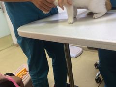 -创凡宠物医院·骨专科  猫科中心(西乡分院)