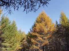 -苏木山森林公园