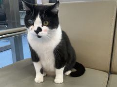 -万博宠物医院·手术·诊疗(未央凤城五路店)