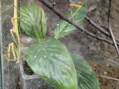 -上海大自然野生昆虫馆(东方明珠·爬宠昆虫探索中心)