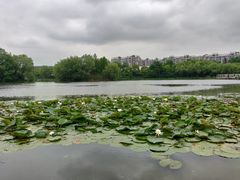 -新江湾城公园