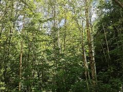 -五营红松林海景区