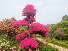 -东莞植物园