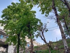 -南山植物园