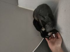 -琪喵猫屋·撸猫猫咖·猫舍