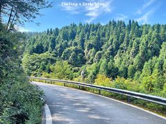 -武陵山森林公园