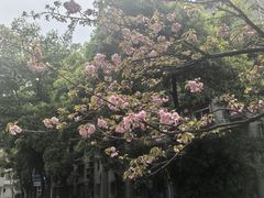 -武汉大学-樱园