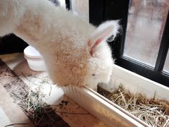 -猫色咖啡·猫咖