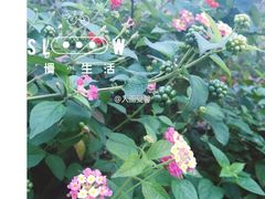 -合肥滨湖国家森林公园