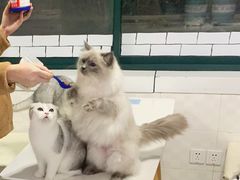 -喵的天空名猫咖啡馆·撸猫·猫舍·用品