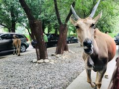 -北京野生动物园