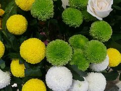 乒乓菊-谷莠子花艺气球派对·绿植造景·花艺沙龙(东海缤纷天地店)