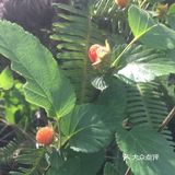 覆盆子の采摘日记 🌈错过这波要等明年啦