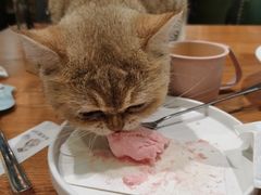 -猫小院猫主题餐厅(三里屯店)