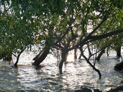 -宝安西湾红树林湿地公园