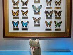 -上海昆虫博物馆