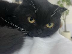 -共舞时光猫咖·狗咖(新街口店)