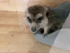 -平行世界·猫咖(首经贸店)