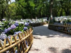 -上海共青森林公园