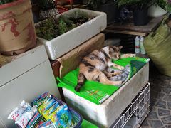 -曲阳花鸟市场(曲阳路店)