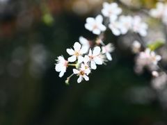 景点-铁山坪森林公园