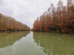 -上海海湾国家森林公园