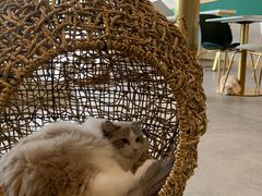 -飞行喵MR PILOT|猫舍·猫咖(静安大融城店)