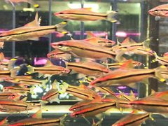 -中环花鸟鱼虫市场