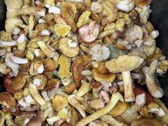 -草墩罗非鱼庄•野生菌•腊排骨(七星街上段店)