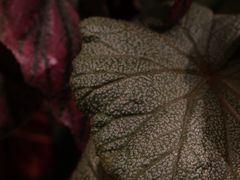-自由生长植物工作室(深港花卉中心店)