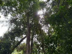 -西双版纳原始森林公园