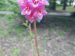 -黑龙江省森林植物园