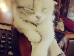 -猫色咖啡·猫咖