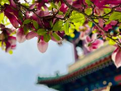 -天津大悲禅院