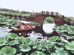 -荷塘月色湿地公园·向阳花洲