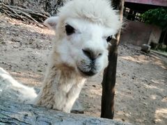 -清迈夜间动物园