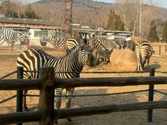 -大连森林动物园